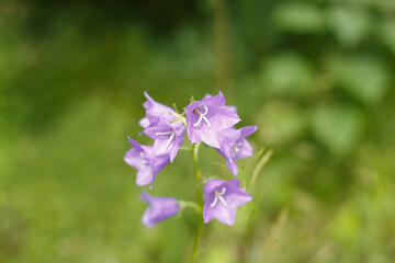 Campanula. Flower. An herbaceous plant of the bellflower family. Nature.
