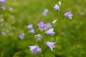 Flower. Campanula. An herbaceous plant of the bellflower family. Beauty in nature.