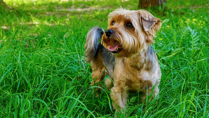 Yorkshire terrier. Dog. A pet. Portrait of a funny smiling purebred dog.