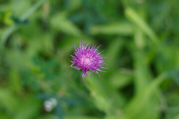 Flower. Cirsium heterophyllum. A herbaceous perennial flowering plant of the Asteraceae family. Nature.