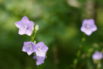 Flower. Campanula. An herbaceous plant of the bellflower family. Beauty in nature.