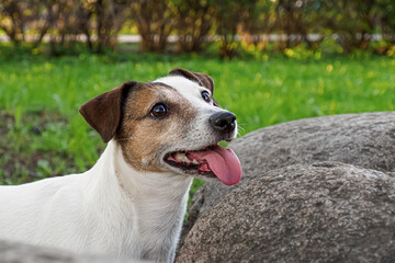Jack Russell Terrier. Dog. Portrait of a smiling funny dog. Pets.