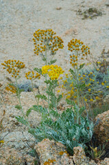 Helichrysum in bloom. It is commonly known as everlasting, immortelle, and strawflower.