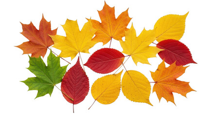 Vibrant and Diverse Autumn Leaves in Various Shapes and Sizes for Captivating Seasonal Designs and Nature-inspired Themes, isolated on a transparent background