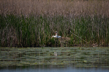 A swan in a nest on a pond