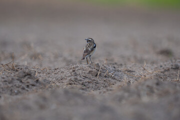 The whinchat (Saxicola rubetra)