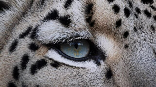 Majestic snow leopard eye captures stunning detail in a natural setting