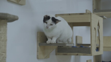 beautiful cat in the kitchen