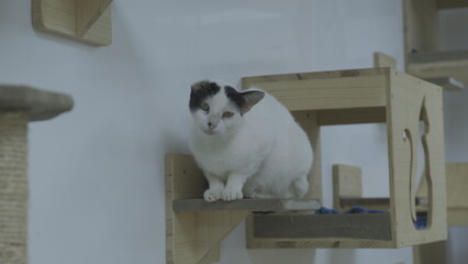 beautiful stray cat on cat's shelter