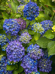 Blue hydrangea flowers