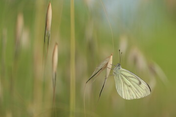 una farfalla bianca in primavera