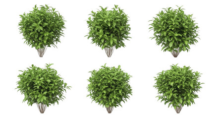 Lush Green Bushes Perfect for Landscaping and Garden Decoration, isolated on a transparent background