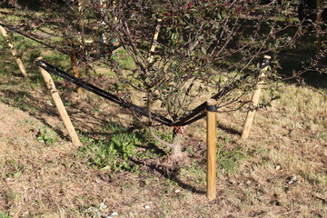 Wooden construction stakes marking foundation boundaries in cleared dirt lot with bare trees in...