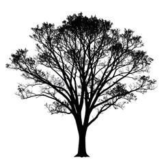 Obraz premium silhouette of a tree