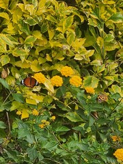 Flower bed of yellow lantana flowers with a brown and white butterfly