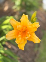 yellow orange day lily in bloom