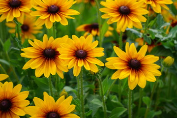 Rudbekia błyskotliwa © Adam