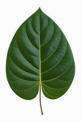 A single, vibrant green leaf, deeply veined.
