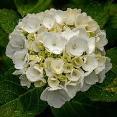White hydrangeas