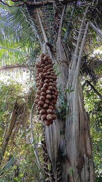 This big palm tree has many coconuts