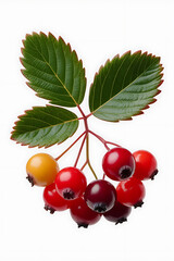 Cluster of colorful berries and leaves.
