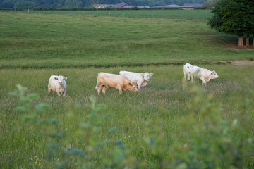 Fototapeta premium Group of beefs in a pasture