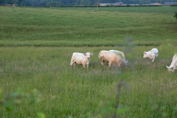 Fototapeta premium Group of beefs in a pasture