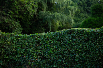 Curve-shaped hedge
