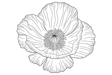 Detailed line drawing of a poppy flower.
