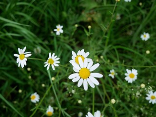 daisies in the grass