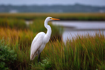 Majestic white egret with orange beak stands in marsh grass great egret white bird