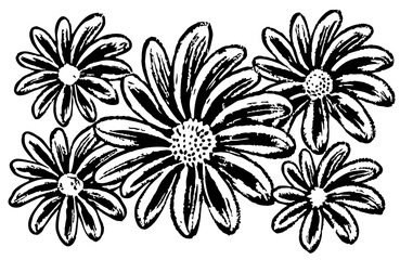 Black and White Daisy Flower Illustration, Floral Design