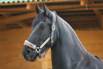 Detail of a saddle horse head closeup portrait in riding school. Closeup portrait of a beautiful...