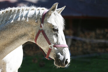 Detail of a saddle horse head closeup portrait in riding school. Closeup portrait of a beautiful...