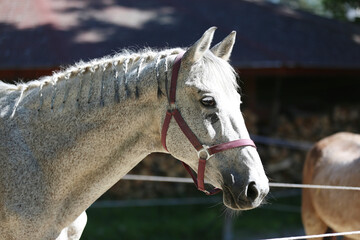 Detail of a saddle horse head closeup portrait in riding school. Closeup portrait of a beautiful...