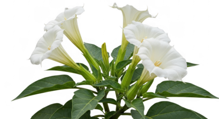 Elegant White Flowers of Datura Plant with Lush Green Leaves in Bloom, isolated on a transparent background