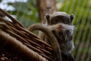 emperor tamarín baby