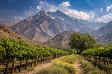 Argentina Mendoza. Andes Mountains and Vineyard Landscape with Green Hills and Grape Vines