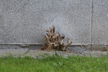 Dried brown plant stems and branches growing from concrete crack in urban sidewalk