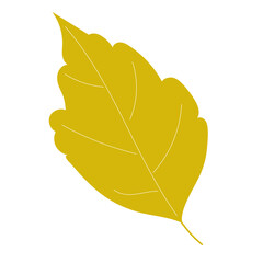 Yellow ash leaf on isolated white background. Single hand drawn plant element. Vector autumn illustration.