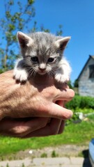 Cute gray kitten being held outdoors in a sunny garden setting with a house in the background