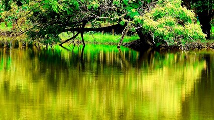 Forest reflection in water