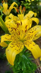 yellow lily flower