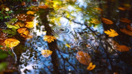 Rippling drops and gentle trembling of water over autumn leaves with reflections of trees, autumn season concept, after rain