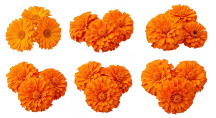 Bright Orange Marigold Flowers Beautifully Arranged in Charming Clusters for a Lively Garden Display, isolated on a transparent background