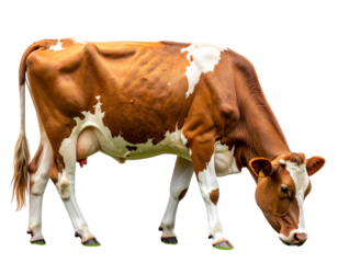 Brown and White Cow Grazing on Lush Green Grass – Side View, Isolated PNG