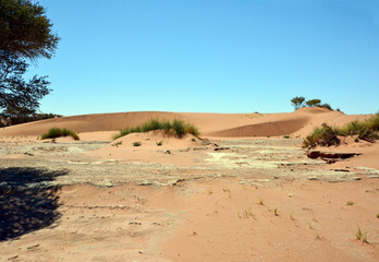 View of desert landscape. Bushes near sand dune under clear blue sky. Drought and climate change