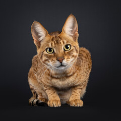 Handsome Savannah cat, laying down facing front. Looking straight to camera. Isolated on a black background.