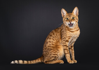 Handsome Savannah cat, sitting up side ways. Mouth open, meowing showing teeth and tongue. Looking straight to camera. Isolated on a black background.