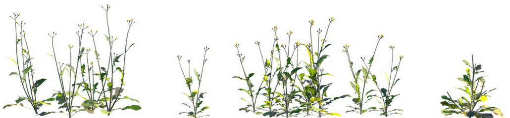 Set of Ixeris polycephala (commonly known as Many-Flowered Ixeris) isolated png on a transparent background perfectly cutout high resolution